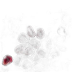 Pomegranate Blossom